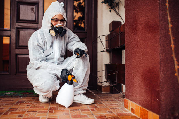Attic and Crawl Space Rodent Treatment in Rollingwood